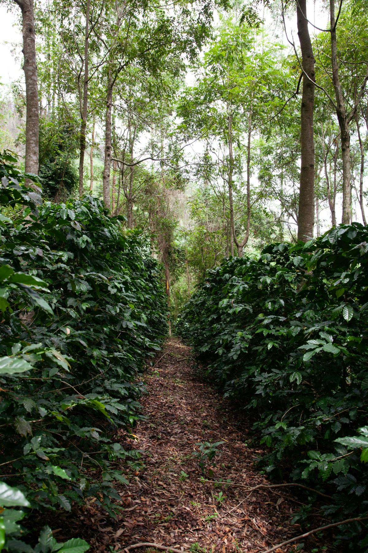 Specialty coffee EUDR playbook for Nordic and small European buyers